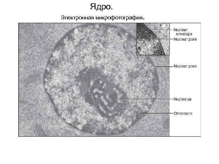 Ядро. Электронная микрофотография. 