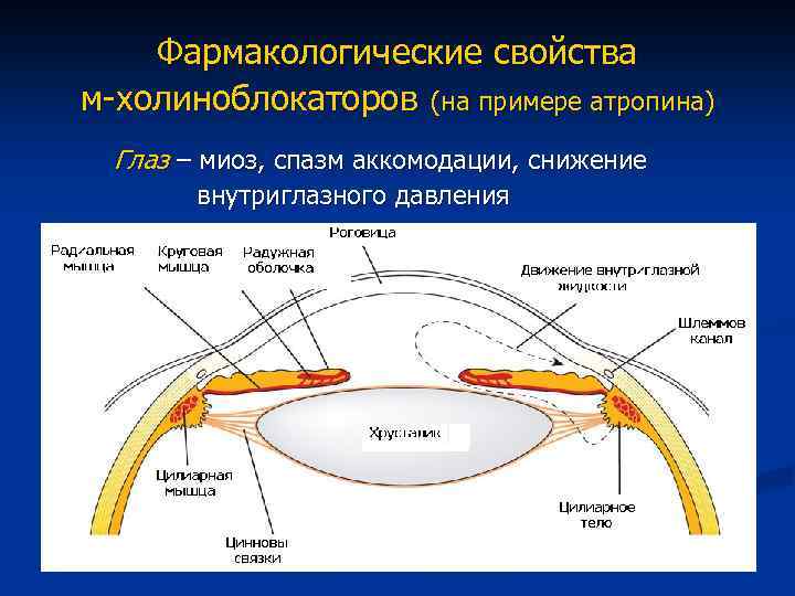 Фармакологические свойства м-холиноблокаторов (на примере атропина) Глаз – миоз, спазм аккомодации, снижение внутриглазного давления