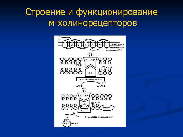 Строение и функционирование м-холинорецепторов 