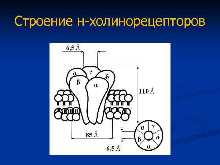 Схема строения n