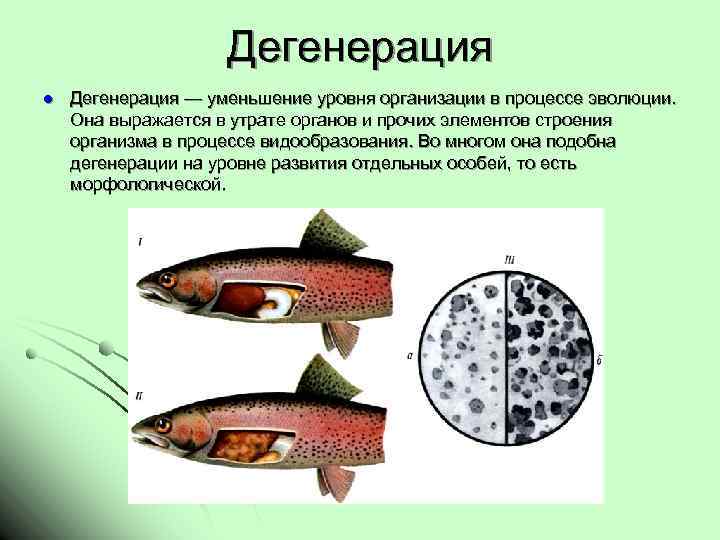 Дегенерация l Дегенерация — уменьшение уровня организации в процессе эволюции. Она выражается в утрате