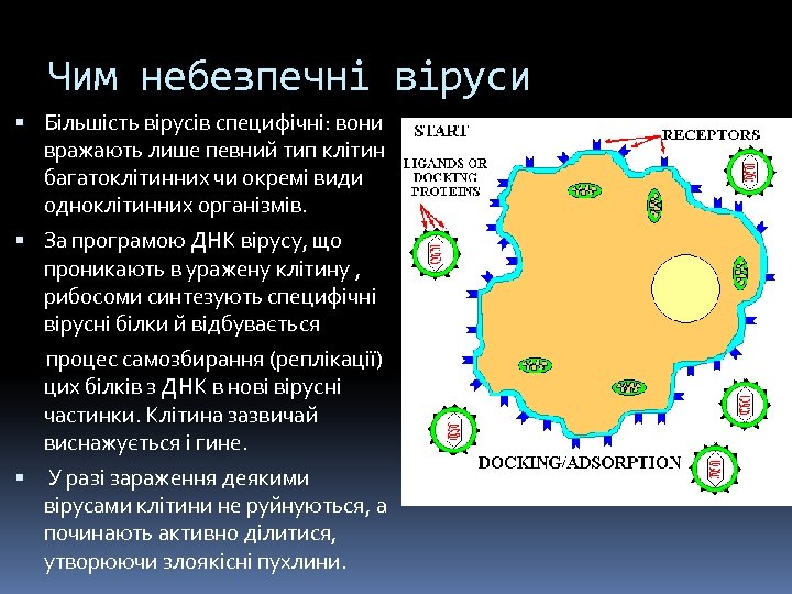Чим небезпечні віруси Більшість вірусів специфічні: вони вражають лише певний тип клітин багатоклітинних чи