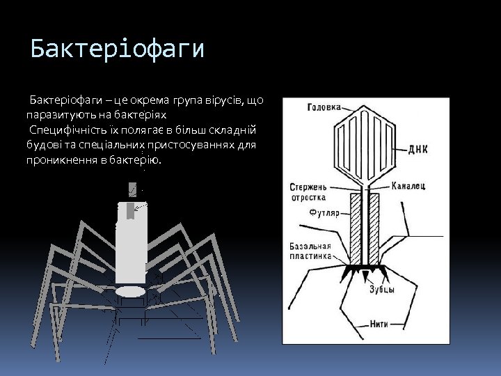 Бактеріофаги – це окрема група вірусів, що паразитують на бактеріях Специфічність їх полягає в