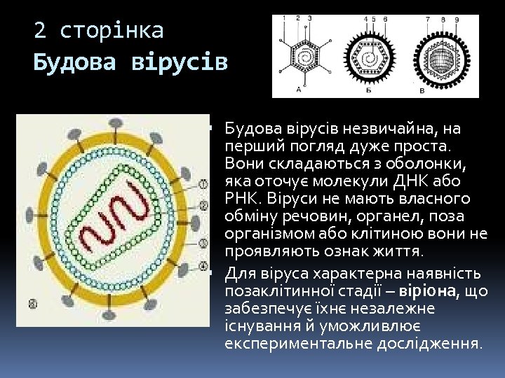 2 сторінка Будова вірусів незвичайна, на перший погляд дуже проста. Вони складаються з оболонки,