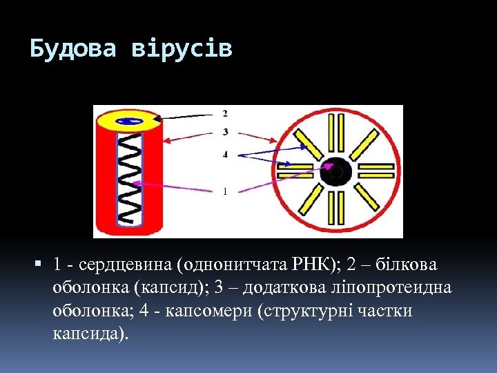 Будова вірусів 1 - сердцевина (однонитчата РНК); 2 – білкова оболонка (капсид); 3 –
