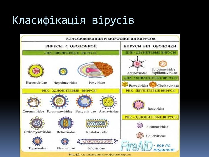 Класифікація вірусів 