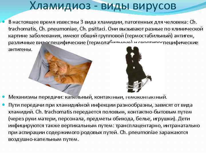 Хламидиоз - виды вирусов В настоящее время известны 3 вида хламидии, патогенных для человека: