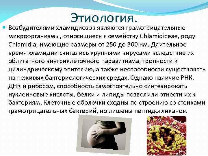 Этиология. Возбудителями хламидиозов являются грамотрицательные микроорганизмы, относящиеся к семейству Chlamidiceae, роду Chlamidia, имеющие размеры