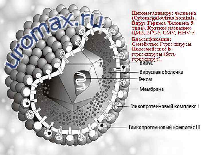  Цитомегаловирус человека (Cytomegalovirus hominis, Вирус Герпеса Человека 5 типа). Краткое название: ЦМВ, ВГЧ-5,