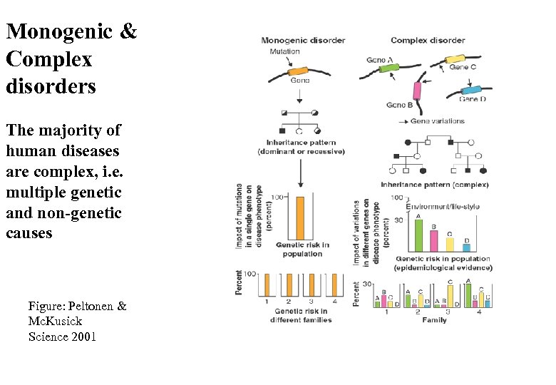 Monogenic & Complex disorders The majority of human diseases are complex, i. e. multiple