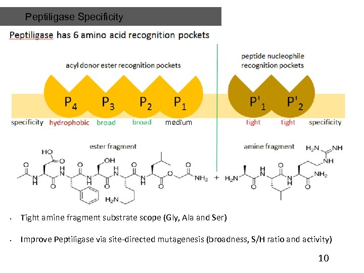 Peptiligase Specificity medium • Tight amine fragment substrate scope (Gly, Ala and Ser) •