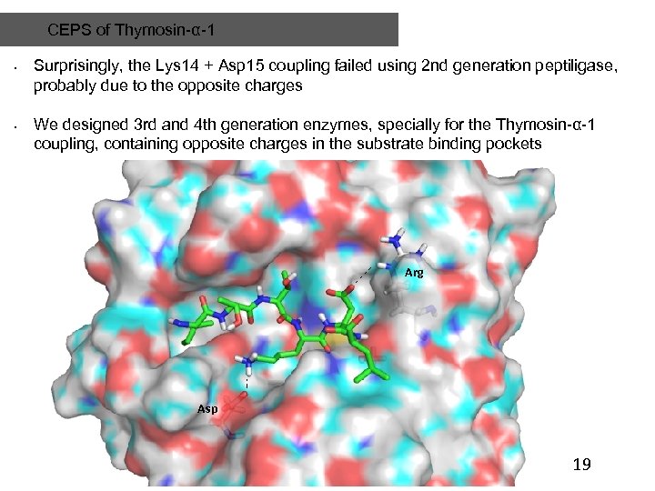 CEPS of Thymosin-α-1 • • Surprisingly, the Lys 14 + Asp 15 coupling failed