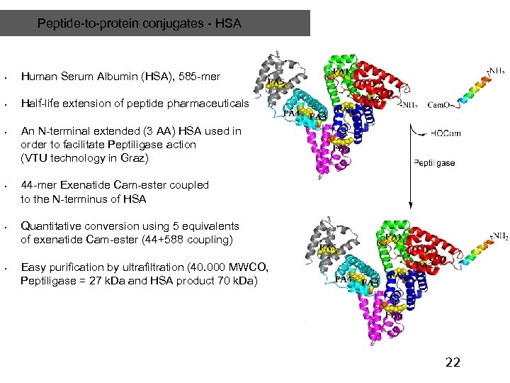 Peptide-to-protein conjugates - HSA • Human Serum Albumin (HSA), 585 -mer • Half-life extension