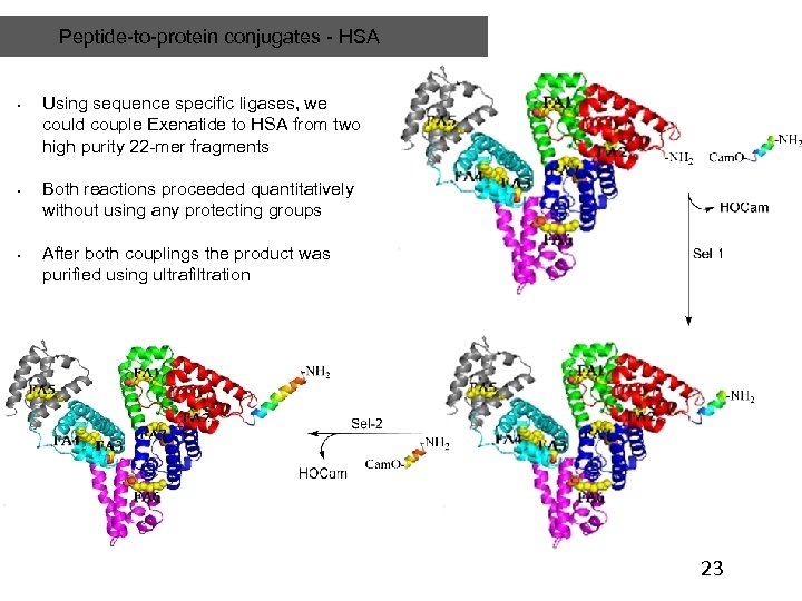 Peptide-to-protein conjugates - HSA • • • Using sequence specific ligases, we could couple