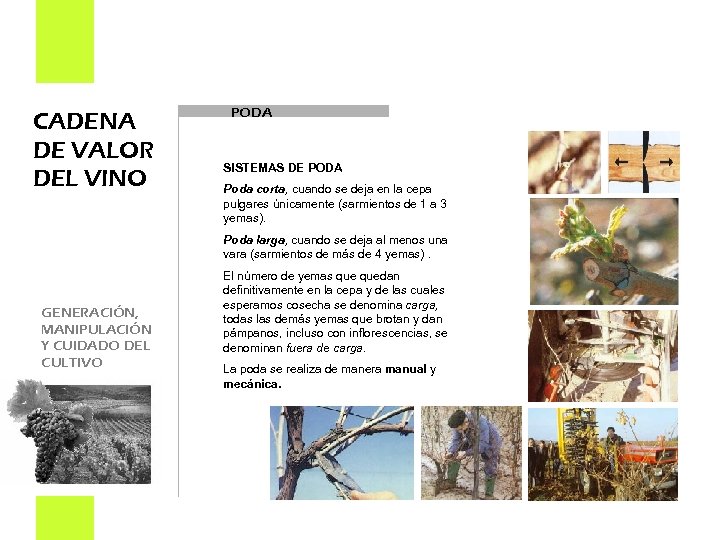 CADENA DE VALOR DEL VINO PODA SISTEMAS DE PODA Poda corta, cuando se deja