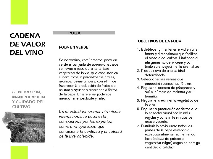 CADENA DE VALOR DEL VINO GENERACIÓN, MANIPULACIÓN Y CUIDADO DEL CULTIVO PODA OBJETIVOS DE