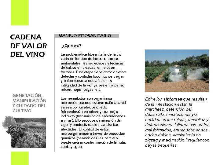 CADENA DE VALOR DEL VINO GENERACIÓN, MANIPULACIÓN Y CUIDADO DEL CULTIVO MANEJO FITOSANITARIO ¿Qué