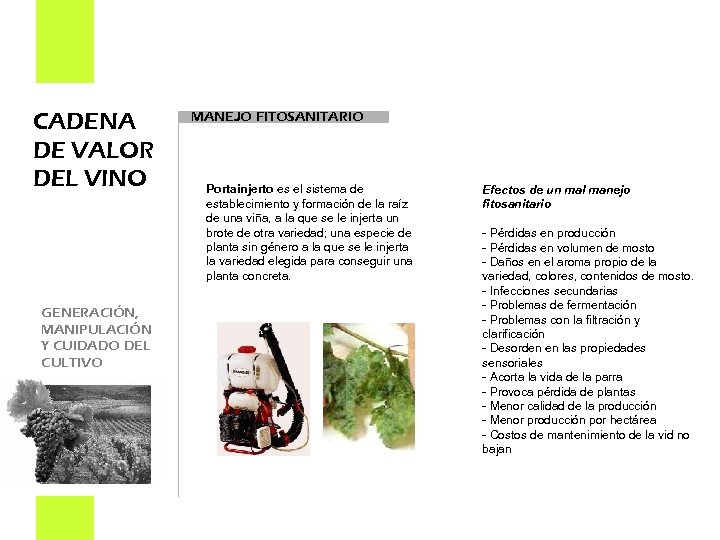 CADENA DE VALOR DEL VINO GENERACIÓN, MANIPULACIÓN Y CUIDADO DEL CULTIVO MANEJO FITOSANITARIO Portainjerto