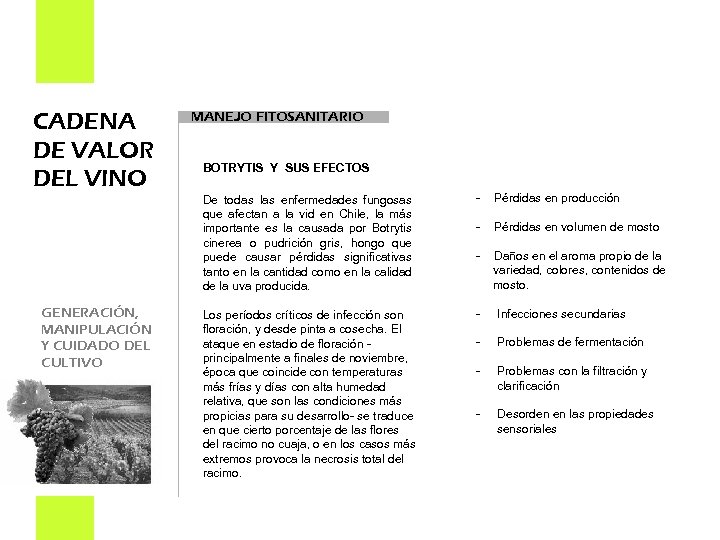 CADENA DE VALOR DEL VINO GENERACIÓN, MANIPULACIÓN Y CUIDADO DEL CULTIVO MANEJO FITOSANITARIO BOTRYTIS