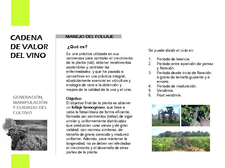 CADENA DE VALOR DEL VINO GENERACIÓN, MANIPULACIÓN Y CUIDADO DEL CULTIVO MANEJO DEL FOLLAJE