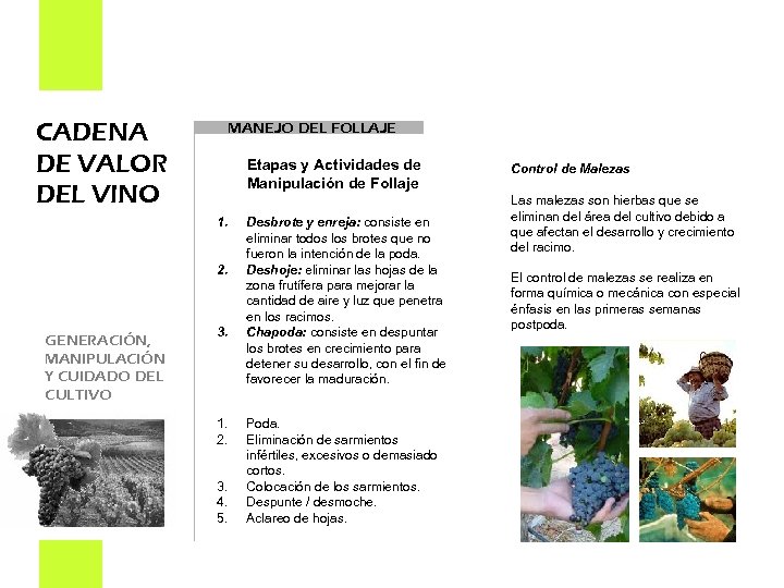 CADENA DE VALOR DEL VINO MANEJO DEL FOLLAJE Etapas y Actividades de Manipulación de
