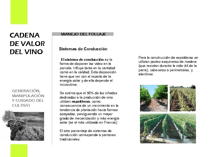 CADENA DE VALOR DEL VINO MANEJO DEL FOLLAJE Sistemas de Conducción El sistema de