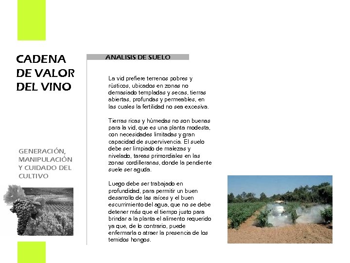 CADENA DE VALOR DEL VINO GENERACIÓN, MANIPULACIÓN Y CUIDADO DEL CULTIVO ANALISIS DE SUELO