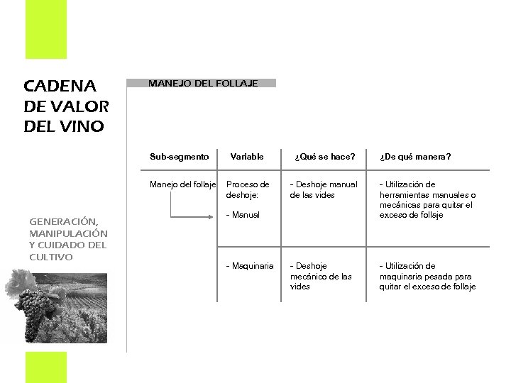 CADENA DE VALOR DEL VINO MANEJO DEL FOLLAJE Sub-segmento Variable Manejo del follaje Proceso