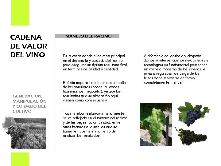 CADENA DE VALOR DEL VINO GENERACIÓN, MANIPULACIÓN Y CUIDADO DEL CULTIVO MANEJO DEL RACIMO
