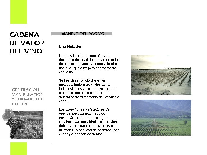 CADENA DE VALOR DEL VINO GENERACIÓN, MANIPULACIÓN Y CUIDADO DEL CULTIVO MANEJO DEL RACIMO