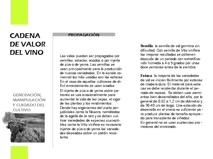CADENA DE VALOR DEL VINO GENERACIÓN, MANIPULACIÓN Y CUIDADO DEL CULTIVO PROPAGACIÓN Las vides