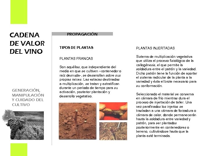 CADENA DE VALOR DEL VINO PROPAGACIÓN TIPOS DE PLANTAS FRANCAS GENERACIÓN, MANIPULACIÓN Y CUIDADO
