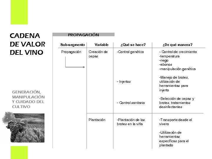 CADENA DE VALOR DEL VINO PROPAGACIÓN Sub-segmento Propagación Variable Creación de cepas ¿Qué se
