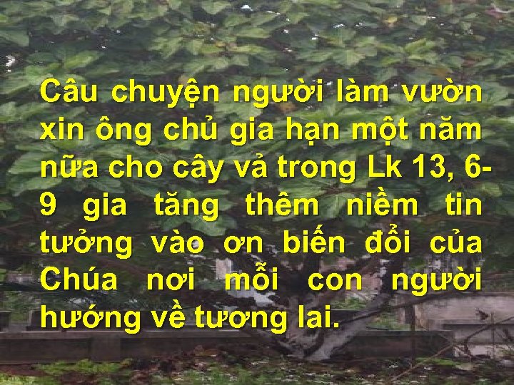 Câu chuyện người làm vườn xin ông chủ gia hạn một năm nữa cho