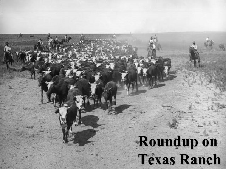 Roundup on Texas Ranch 