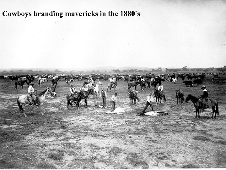 Cowboys branding mavericks in the 1880's 
