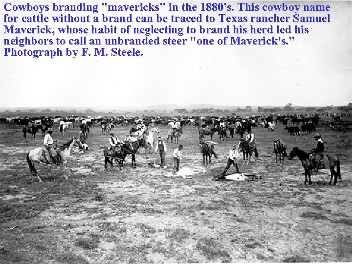 Cowboys branding "mavericks" in the 1880's. This cowboy name for cattle without a brand