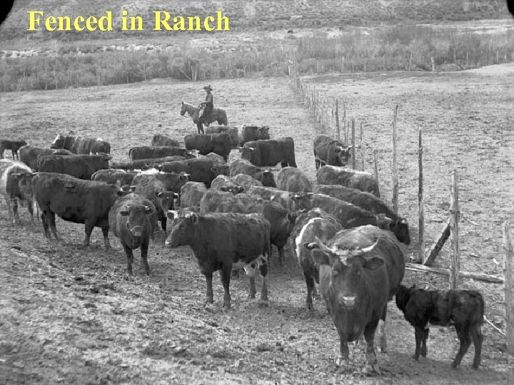 Fenced in Ranch 