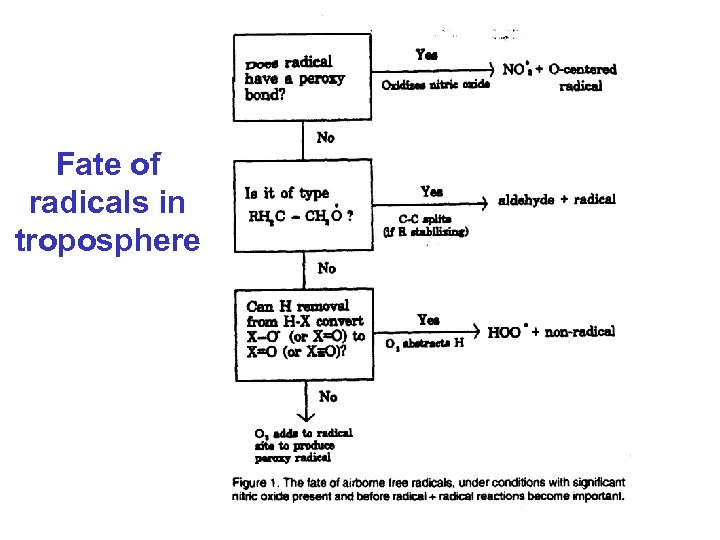 Fate of radicals in troposphere 