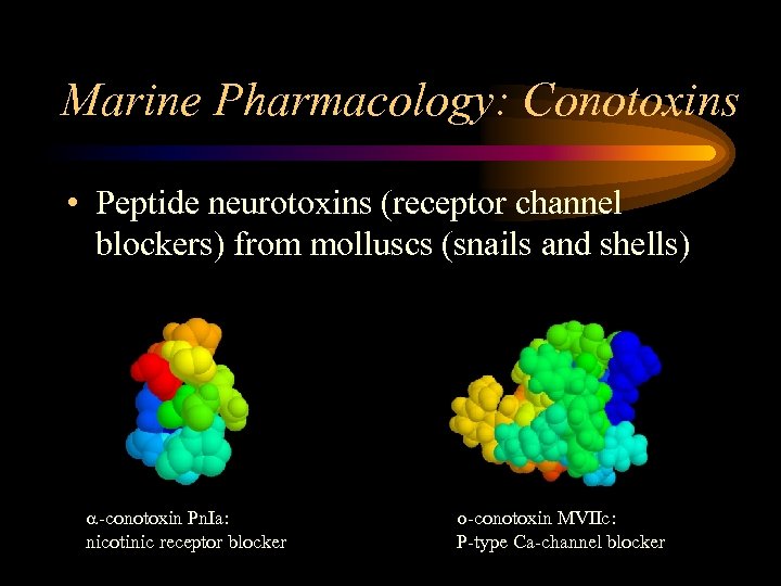 Marine Pharmacology: Conotoxins • Peptide neurotoxins (receptor channel blockers) from molluscs (snails and shells)