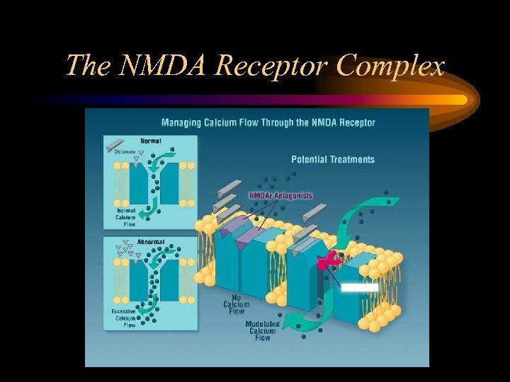 The NMDA Receptor Complex 