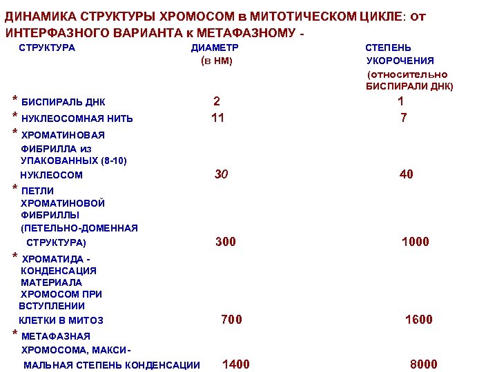 Структура динамики