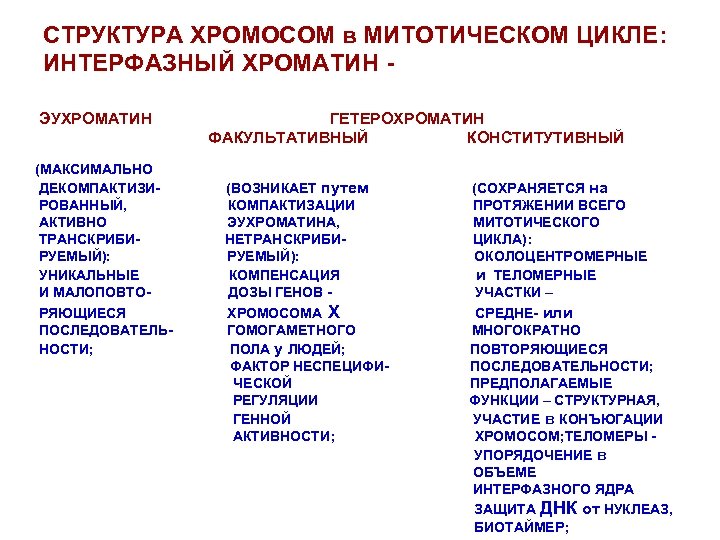 СТРУКТУРА ХРОМОСОМ в МИТОТИЧЕСКОМ ЦИКЛЕ: ИНТЕРФАЗНЫЙ ХРОМАТИН ЭУХРОМАТИН (МАКСИМАЛЬНО ДЕКОМПАКТИЗИРОВАННЫЙ, АКТИВНО ТРАНСКРИБИРУЕМЫЙ): УНИКАЛЬНЫЕ И
