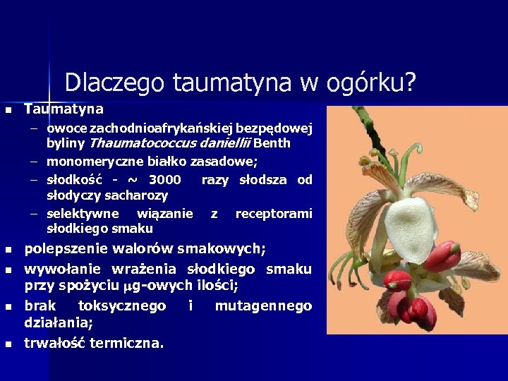 Dlaczego taumatyna w ogórku? n Taumatyna – owoce zachodnioafrykańskiej bezpędowej byliny Thaumatococcus daniellii Benth