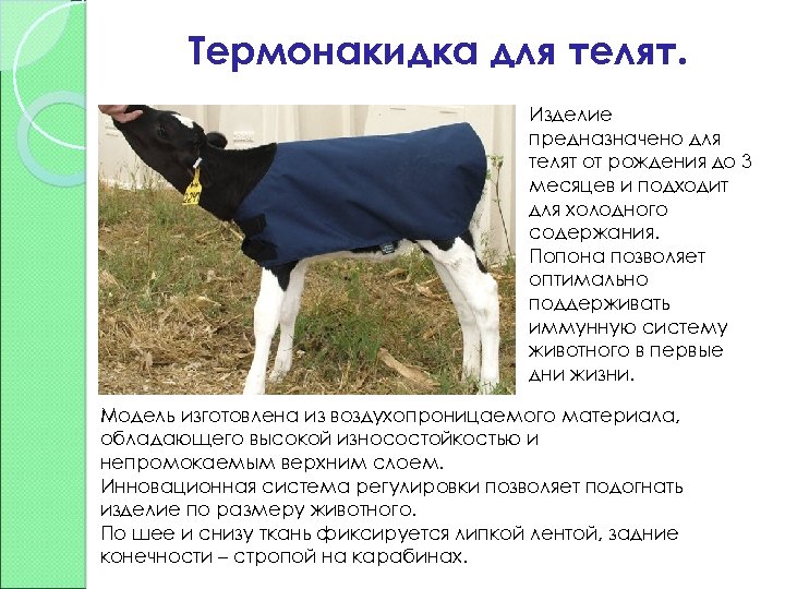 Термонакидка для телят. Изделие предназначено для телят от рождения до 3 месяцев и подходит
