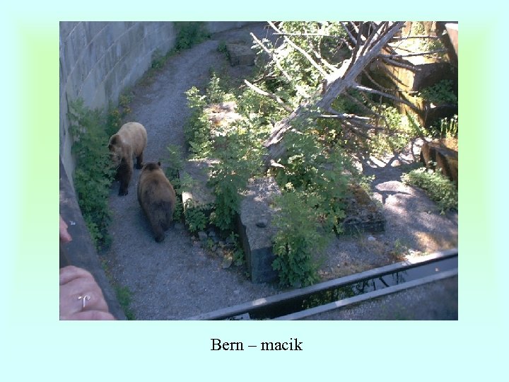 Bern – macik 