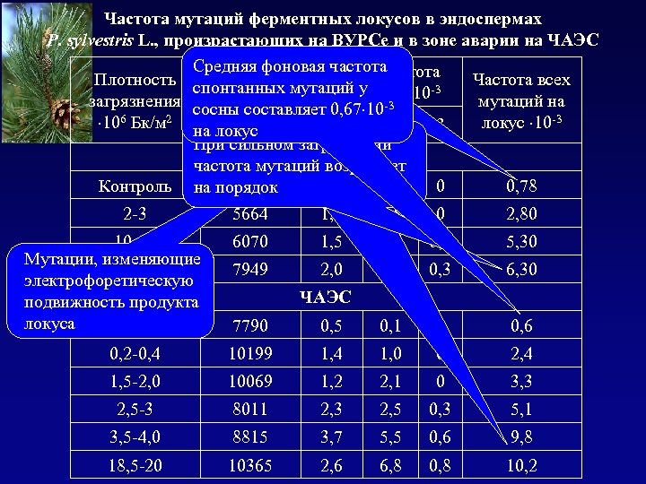 Частота мутаций ферментных локусов в эндоспермах P. sylvestris L. , произрастающих на ВУРСе и