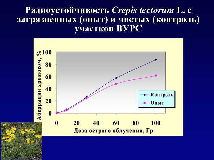 Радиоустойчивость Crepis tectorum L. с загрязненных (опыт) и чистых (контроль) участков ВУРС 