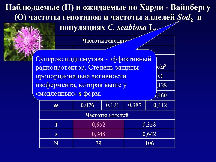 Наблюдаемые (Н) и ожидаемые по Харди - Вайнбергу (О) частоты генотипов и частоты аллелей