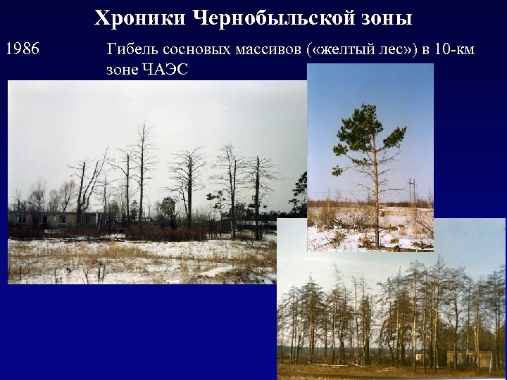 Хроники Чернобыльской зоны 1986 Гибель сосновых массивов ( «желтый лес» ) в 10 -км